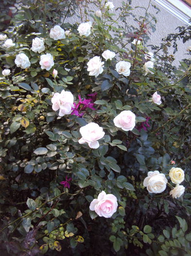 DSC07794