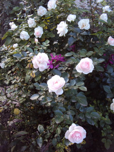 DSC07795 - Aspirin Rose