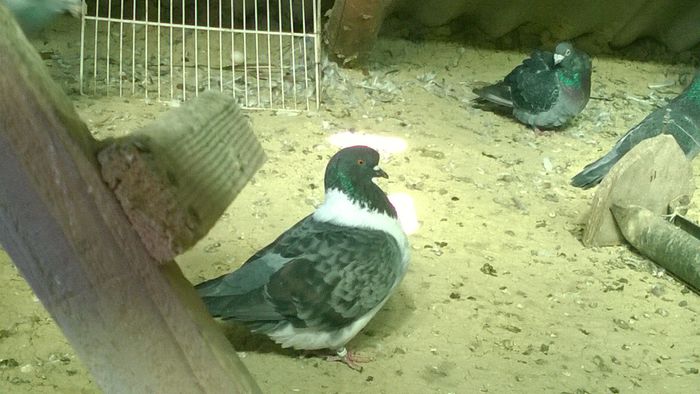 WP_20151014_004 - pentru d-nu Sturza