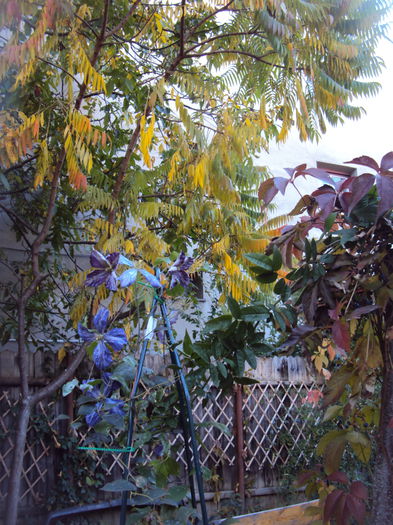 DSC08102 - 1 Clematite 2015