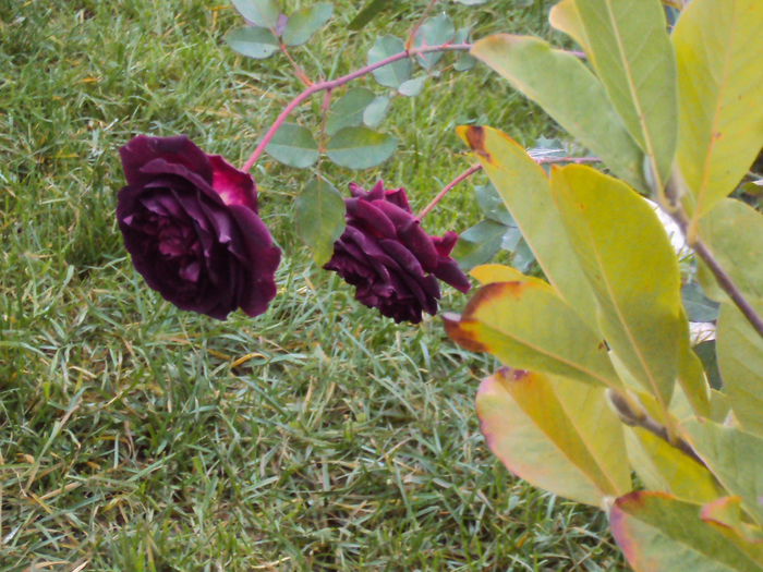 DSC08189 - Munstead Wood