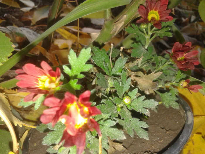 20151030_074017