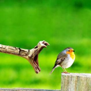 20350_eeec68d4aeb87c953b17357ce41cd2b2_mdsq - BIRDS