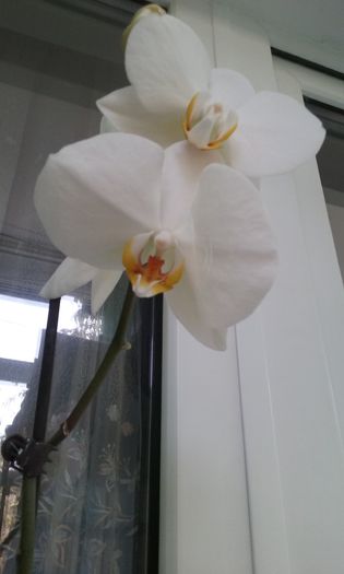Alba - Orhidee