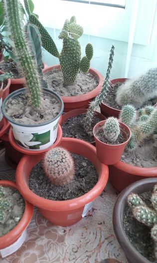 20151030_094714 - Cactusi