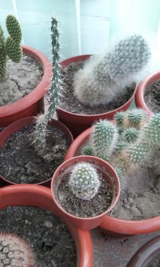 20151030_094701 - Cactusi