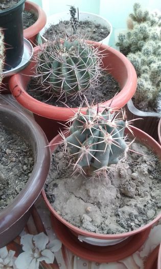 20151030_094657 - Cactusi