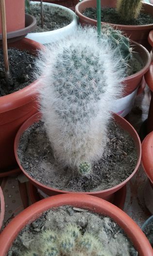 20151030_094633 - Cactusi