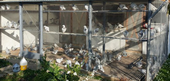 Ne relaxam la soare. - Voliera