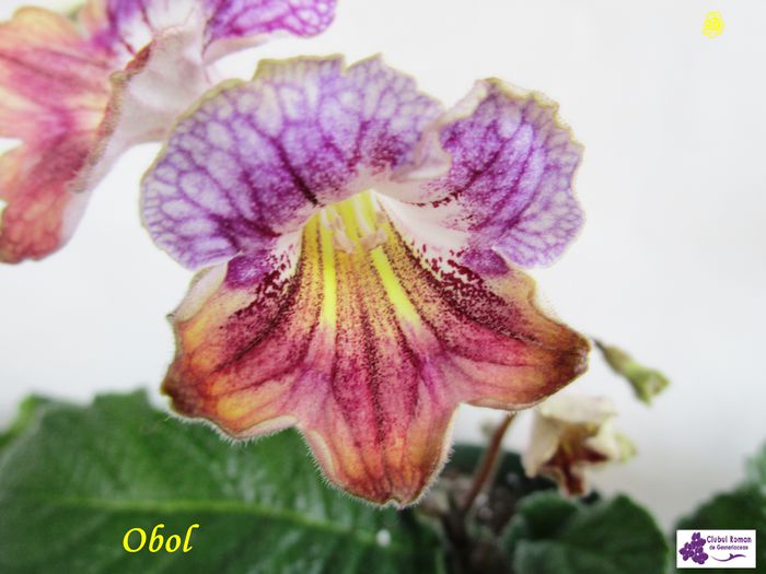 Obol (30-x-2015) - Streptocarpusi 2015