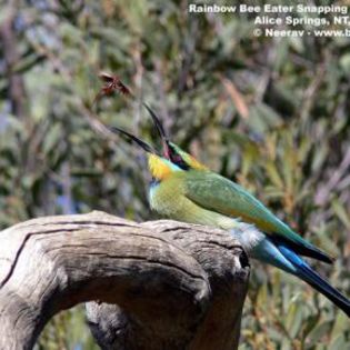 20422_fb92d39f00452235c30fcce5ee482186_mdsq - BIRDS