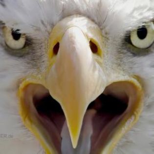 20526_9e16dedf8eec11b8c943436398cd7f04_mdsq - BIRDS