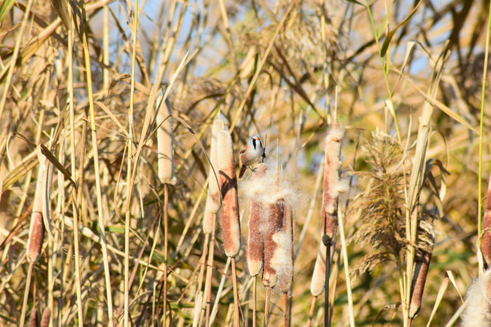 DSC_1376 - DE PRIN NATURA