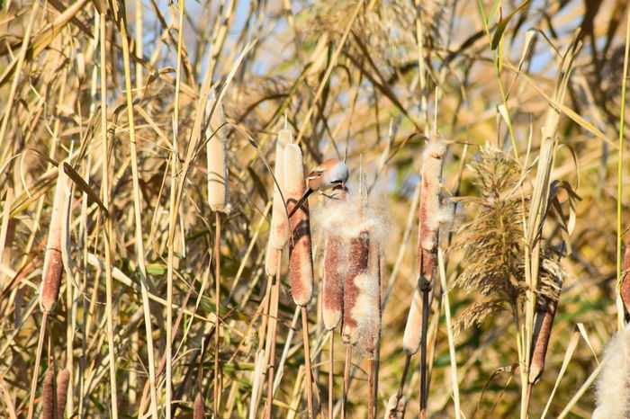 DSC_1386 - DE PRIN NATURA