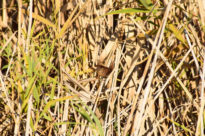 DSC_1454 - DE PRIN NATURA