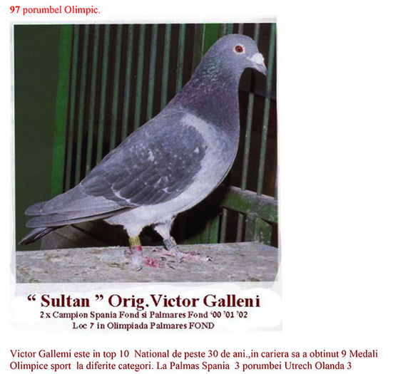 sultan-victor-gallemi