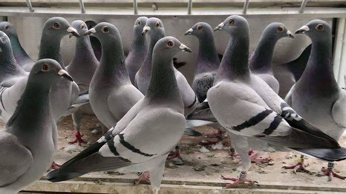 11934998_399509230173928_2855410494406287012_n