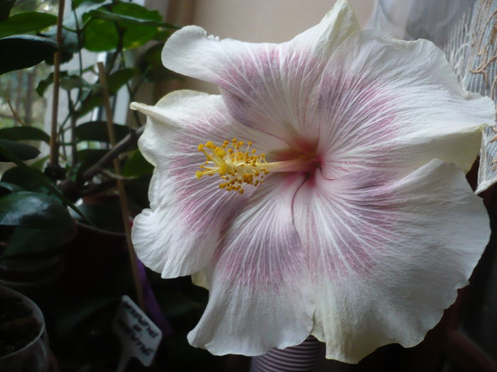 Tahitian Extraordinaire