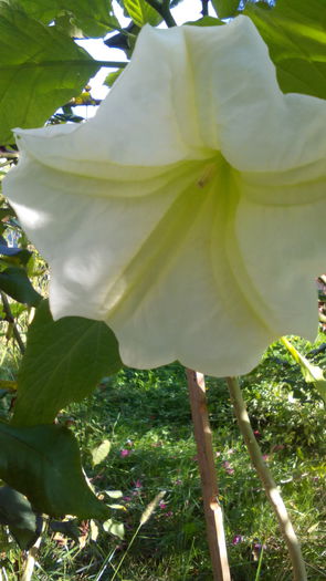 IMG_20151030_131542 - brugmansia 2015