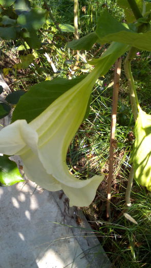 IMG_20151030_131558 - brugmansia 2015