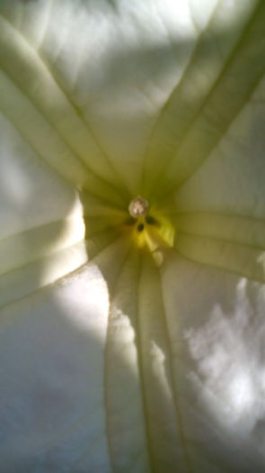 IMG_20151030_131552 - brugmansia 2015