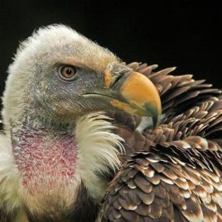 20802_a25728edf74f9ce68225ccd0d6c635f6_mdsq - BIRDS