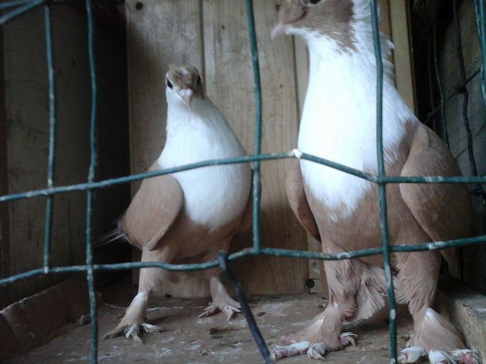 20151030_165800 - SHIRAZI IRANIENI