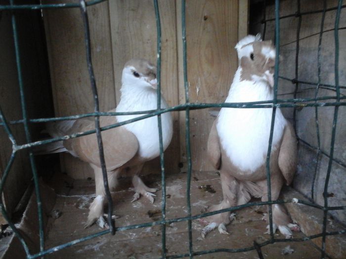 20151030_165808 - SHIRAZI IRANIENI