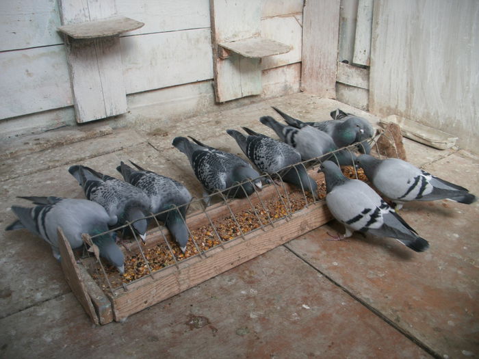 APDC1563 - 30-10-2015 Naparlirea decurge bine