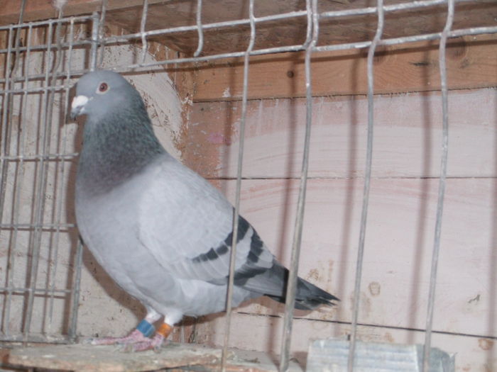 APDC1643 - 30-10-2015 Naparlirea decurge bine
