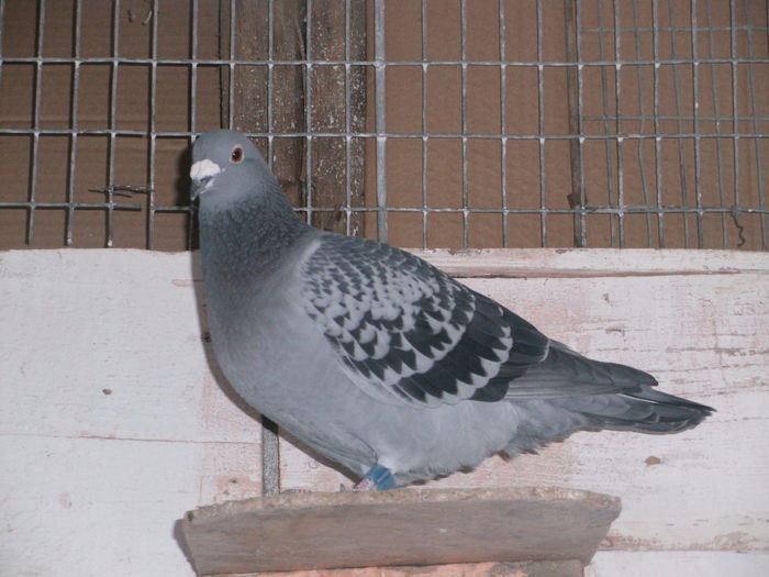 APDC1649 - 30-10-2015 Naparlirea decurge bine