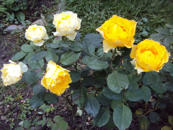 DSC08018