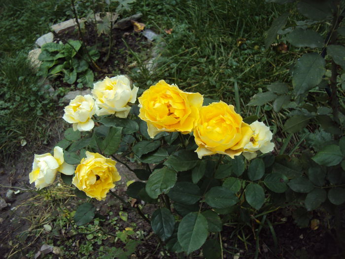 DSC08019