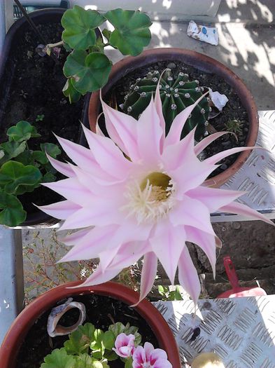 Cactus comun rozaliu parfumat - Cactusii mei dragalasi Ekinopsis