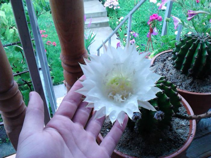 IMG_20150621_174149 - Cactusii mei dragalasi Ekinopsis
