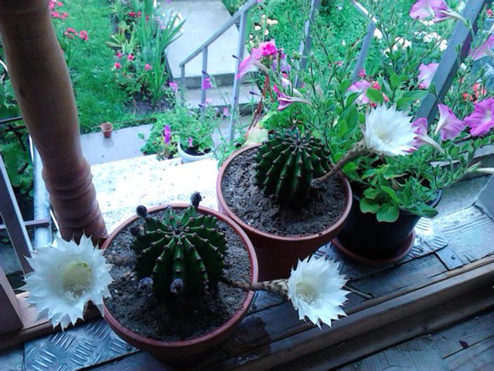 IMG_20150621_174138 - Cactusii mei dragalasi Ekinopsis