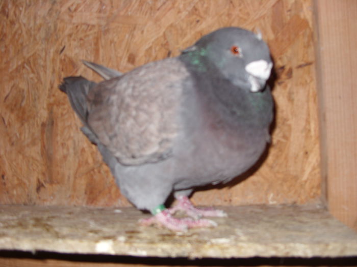 SN855868