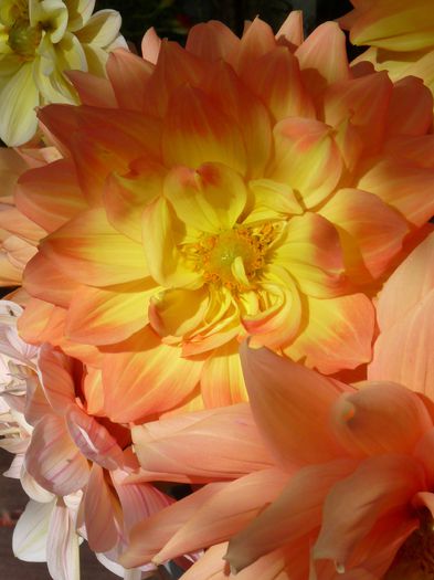 P1730705 - 01 - Floristica