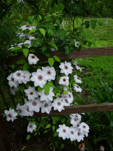 DSC03682 - Gradina cu de toate