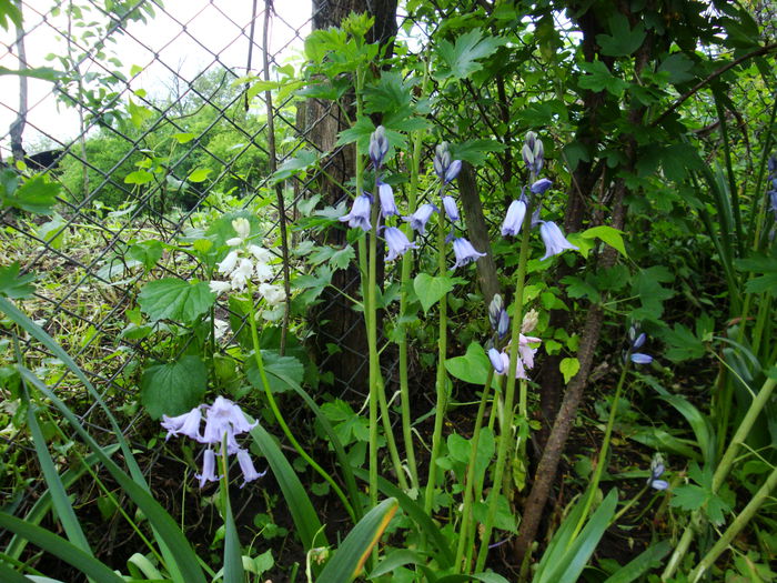 DSC03693 - Gradina cu de toate