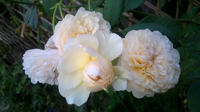 WP_20150831_024
