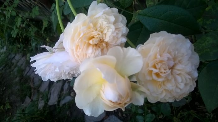 WP_20150831_026