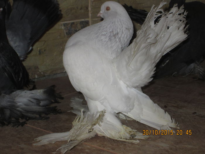 porumbei mei superbi 023