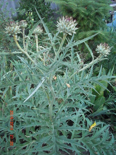Anghinarie Salbatica Medicinala - Gradina Casa si Plante Rare sau Deosebite pentru Sanatate2