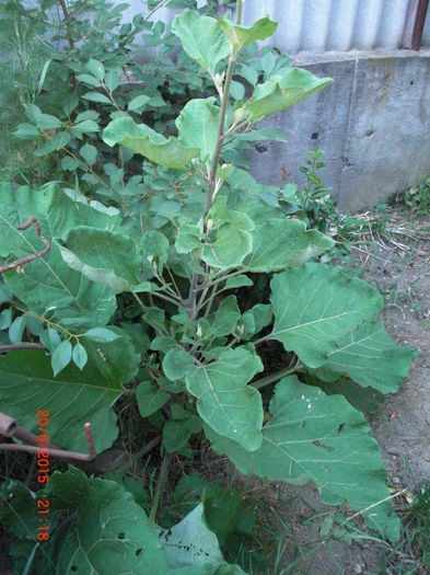 Brusture2 - Gradina Casa si Plante Rare sau Deosebite pentru Sanatate2