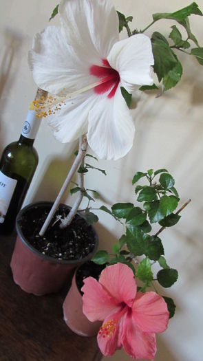 003 - Hibiscus 2015 -2