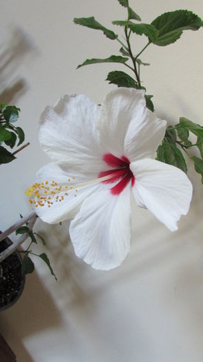 019 - Hibiscus 2015 -2