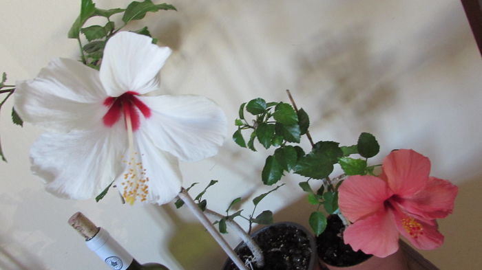 002 - Hibiscus 2015 -2