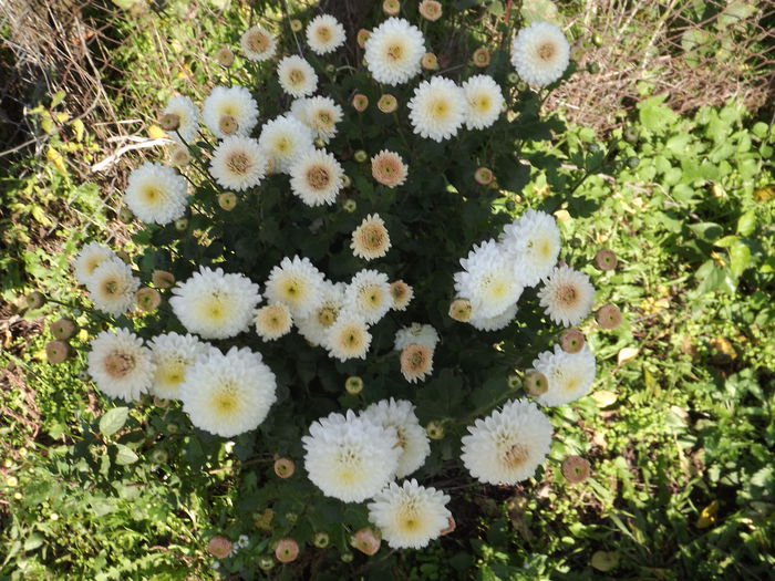 DSCF4434 - Crizanteme-tufanele