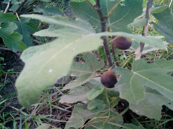 black_cartagena_figs - Smochin Black Cartagena